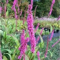 Kerzenknöterich Roseum - Persicaria amplexicaulis