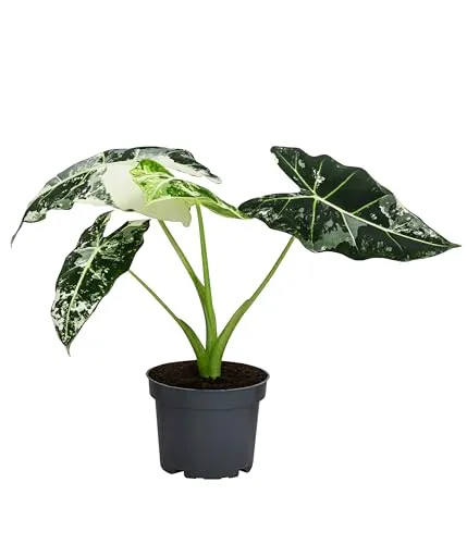 Dehner Pfeilblatt 'Frydek' variegata - Rarität unter Zimmerpflanzen mit beeindruckend panaschierten Blättern und samtiger Oberfläche, ideal für luftfeuchte Standorte.