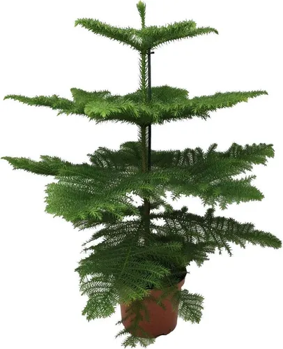 Norfolk-Araukarie (Araucaria Heterophylla) – Zimmerpflanze Ø21cm – 70cm hoch - Blumen & Stauden – Luftreinigende, pflegeleichte Pflanze mit schlankem Design, ideal für kleine Räume und sorgt für ein tropisches Ambiente.
