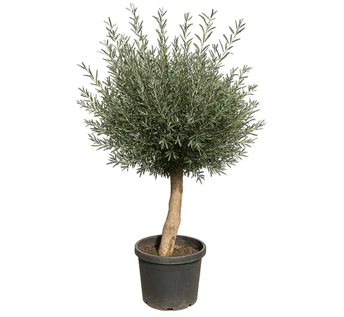 Olivenbaum Olea Europaea "20 Jahre" – Winterhart und dekorativ - Ausgewachsener Olivenbaum, ca. 170-180 cm hoch, mit schönem, dicken Stamm. Ideal für sonnige Standorte, bringt mediterranes Flair in Ihren Garten. Robuste Qualität aus Spanien.