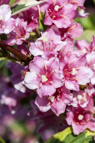 Weigela florida 'Nana Variegata', Weigelie, buntlaubig, 80–100 cm