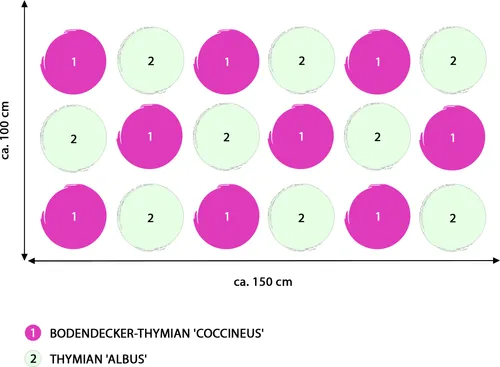 Dehner Stauden-Set Duftender Thymian - 18 Bodendecker Pflanzen für sonnige Standorte - Buntes Set mit 18 Bodendecker-Pflanzen für sonnige Flächen. Pflegeleicht und winterhart, ideal für einen duftenden Garten. Leuchtende Blüten in pink und weiß von Juni bis August.
