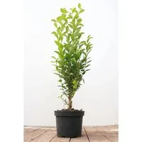 Ligustrum ovalifolium 40-60 cm