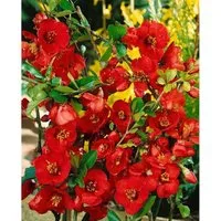Chaenomeles Nicoline Zierquitte 40-60 cm