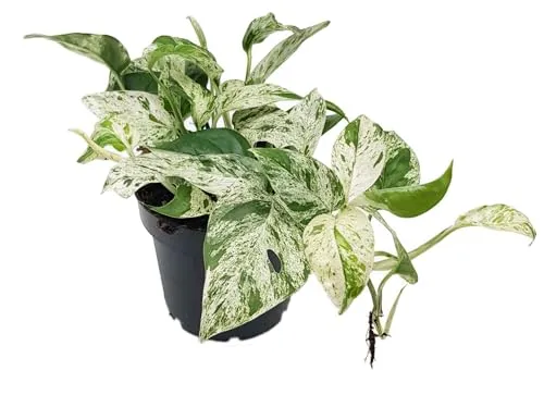 Fangblatt - Epipremnum pinnatum "Marble Variegata" - panaschierte Efeutute - exotische Zimmerpflanze - außergewöhnliche Grünpflanze