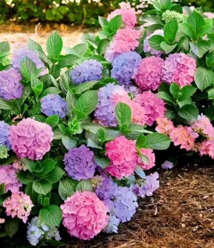 BALDUR Garten Winterharte Freiland-Hortensie L.A. Dreamin® - Winterharte, mehrjährige Hortensie mit bunten Blüten in Blau und Rosa. Ideal für Beete und Kübel, blüht von Juli bis Oktober und ist pflegeleicht.