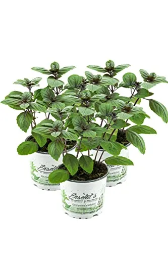 3er Set Strauchbasilikum – Das Original African Blue - Hochwertiges 3er Set Strauchbasilikum aus der Gärtnerei Enseleit. Ideal für den Garten oder Balkon, bringt frisches Aroma in Ihre Küche!