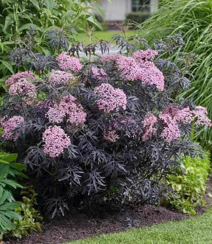 BALDUR Garten Terrassen-Holunder Cherry Lace® - Winterharte Pflanze im 9x9 cm Topf, pflegeleicht und ideal für Sonne bis Halbschatten. Vielseitige Verwendung von Blüten und Beeren, mit geringem Wasserbedarf.