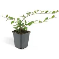 Exotenherz Cotoneaster Dammeri Bodendecker Set mit 6 Pflanzen - Robuster Bodendecker im 9cm Topf, ideal für Sonne und Schatten. Bietet eine dichte Abdeckung und wird von weißen Blüten und Beeren begleitet. Perfekt für eine grüne Oase im Garten!