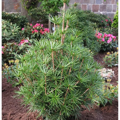 Japanische Schirmtanne Green Diamond 40-50cm - Sträucher - Winterharte, immergrüne Pflanze mit dichtem, kompaktem Wuchs, ideal für halbschattige Gärten.