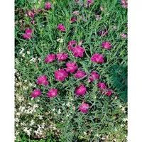 Dianthus Sylvestris Wildnelke Ca. 9x9 cm Topf