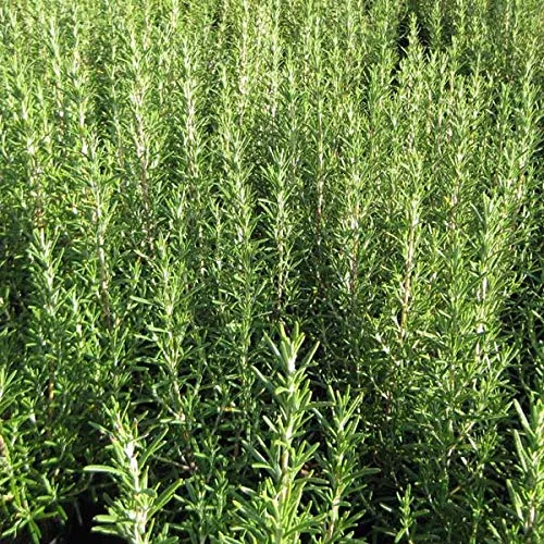 Rosmarinus Officinalis – Rosmarin 25–30 cm