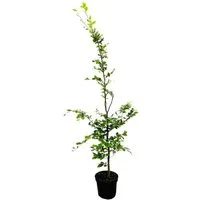 Fagus sylvatica 150-175 cm - Rotbuche für elegante Gärten - Die Rotbuche ist ein eleganter Gartenbaum mit dichter Verzweigung und beeindruckender Herbstfärbung. Ideal für Hecken und als Solitärpflanze, sorgt sie für natürlichen Sichtschutz und Struktur im Garten.