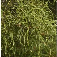 Feinblättriger Faulbaum Ron Williams 60-80cm - Frangula alnus