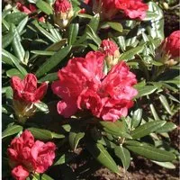 Rhododendron Bohlkens Roter Stern 25-30cm - Rhododendron williamsianum