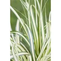 Carex Ornithopoda Variegata Buntlaubig Ca. 9x9 cm Topf