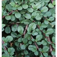 Teppichmispel Queen of Carpets 30-40cm - Cotoneaster microphyllus