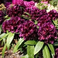 Großblumige Rhododendron Dramatic Dark 30-40cm - Alpenrose