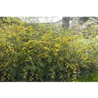 Kerria Japonica Ranunkelstrauch 150-175 cm – Blühender Zierstrauch - Der Ranunkelstrauch begeistert mit leuchtend goldgelben Blüten und eleganten, überhängenden Trieben. Ideal für sonnige bis halbschattige Lagen, bringt er Farbe und Struktur in jeden Garten.