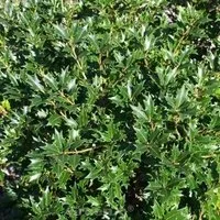 Ilexblättrige Duftblüte 30-40cm - Osmanthus heterophyllus
