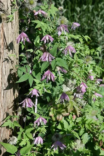 Clematis Country Rose - Kletterpflanze mit rosa Blüten - Kletterpflanze Clematis Country Rose, ideal für kleine Gärten und Terrassen. Robuste, winterharte Pflanze mit reicher Blüte von Juni bis September und kompakter Wuchskraft.