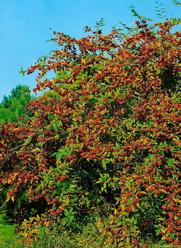 Cotoneaster Watereri Cornubia - Immergrün mit roten Beeren - Sträucher mit leuchtend roten Beeren und pflegeleichtem immergrünem Laub. Ideal für Hecken oder als Solitär, zieht Bienen und Schmetterlinge an.