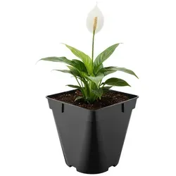 Garronda Blumentopf Kunststoff eckig abgerundet mit Drainagelöchern für Garten GD-0200 (1 St) schwarz 4 l | 18 cm x 18 cm
