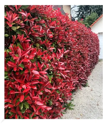 BALDUR Garten Photinia-Hecke 'Red Robin' - Immergrüne Glanzmispel, winterhart und schnellwachsend, ideal für Balkon und Garten. Blühend mit rötlichem Austrieb ab April – ein wunderschöner Blickfang!
