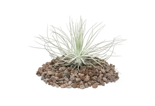 Exotenherz Zimmerpflanze Tillandsia magnusiana - lose Pflanze