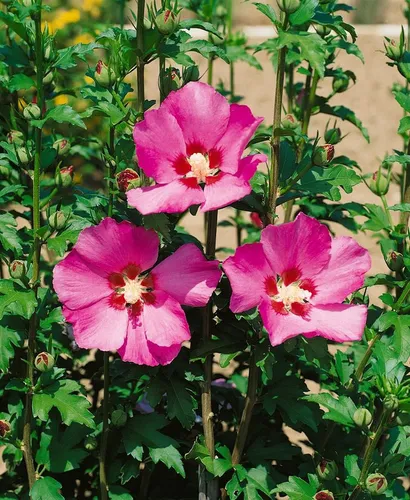 Garteneibisch Hibiscus syriacus Maike, 1 St. - Ziergehölz mit prächtigen, rosafarbenen Blüten, ideal für Gärten und als Schmetterlingsmagnet. Pflegeleicht, winterhart und blüht von Juli bis September.