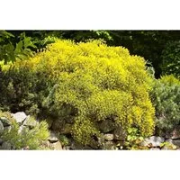 Genista Pilosa Goldilocks Ginster Goldgelb 20–30 cm