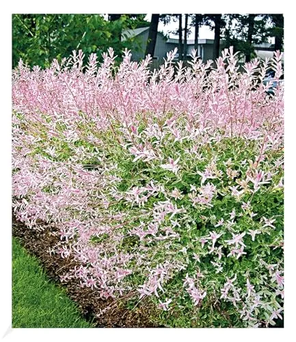 BALDUR Garten Salix-Hecke Hakuro Nishiki im 11 cm-Topf - Wunderschöner Heckenstrauch mit auffälligem Blattwerk. Ideal für Sonne bis Halbschatten, pflegeleicht und winterhart. Perfekt für eine attraktive Gartenhecke.