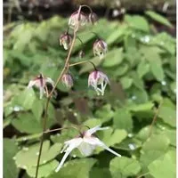 Zwerg Elfenblume - Epimedium grandiflorum