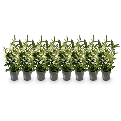 GreenboutiQ - Heckenpflanzen - Euonymus japonica Paloma Blanca - Blatt Grün und Weiß - 8 Pflanzen - 1 Laufender Meter - Immergrün - Topf 9cm Höhe 30cm