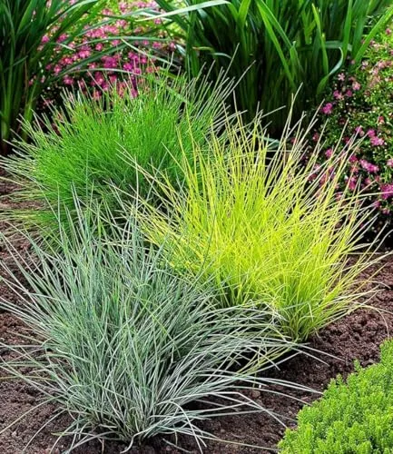 BALDUR Garten 3er Gräser-Trio, Pflanzen im 9x9 cm-Topf, Ziergräser Festuca glauca Elijah Blue, Festuca gautieri, Milium effusum Aureum, winterharte Stauden, trockenresistent, mehrjährig, blühend