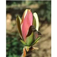 Magnolia brooklynensis ‘Woodsman’ - Exotisches Ziergehölz - Ziergehölze mit beeindruckenden tulpenförmigen Blüten in kontrastreichen Farben, ideal als Solitärgehölz oder Blickfang im Garten.