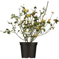 Kerria japonica 'Pleniflora' 40-60 cm - Pflegeleichter Ranunkelstrauch mit gefüllten gelben Blüten - Ideal für Hecken und halbschattige Standorte, überzeugt dieser winterharte Strauch mit leuchtend gelben Blüten. Pflegeleicht und perfekt für Gartenanfänger.