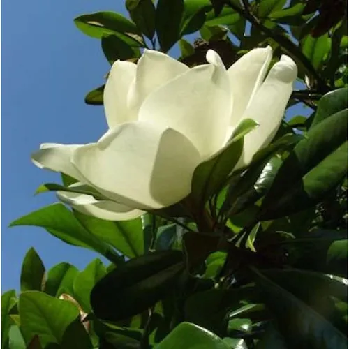 Großblumige Magnolie Little Gem 40-60cm - Magnolia grandiflora - Sträucher: Immergrüne Magnolie mit duftenden Blüten bis 30cm Durchmesser, ideal für sonnige bis halbschattige Standorte und pflegeleicht durch Rückschnitt nach Frostschäden.