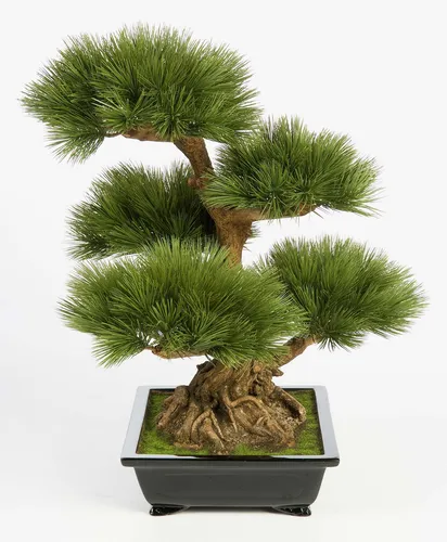 Künstlicher Bonsai Pinie in Bonsaischale - 70 cm - Hochwertiger Kunstbonsai mit 125 Nadelzweigen, ideal für die Inneneinrichtung. Pflegeleicht und langlebig, bringt er natürliche Eleganz in jeden Raum.