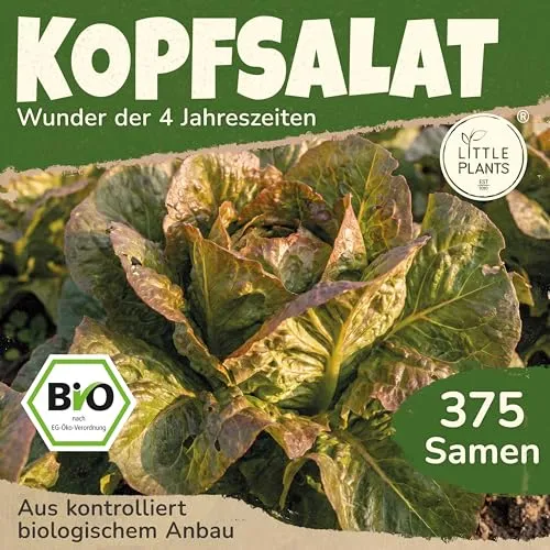 Little Plants BIO Kopfsalat Samen 375 Kopfsalatsamen Wunder der vier Jahreszeiten Gemüsesamen für Gemüsegarten Samenfest Gemüse Samen Salatsamen für Küche, Balkon und Garten