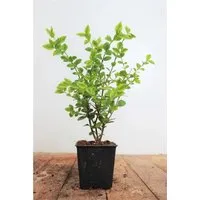 Ligustrum ovalifolium 'Aureum' ca. 9x9 cm Topf