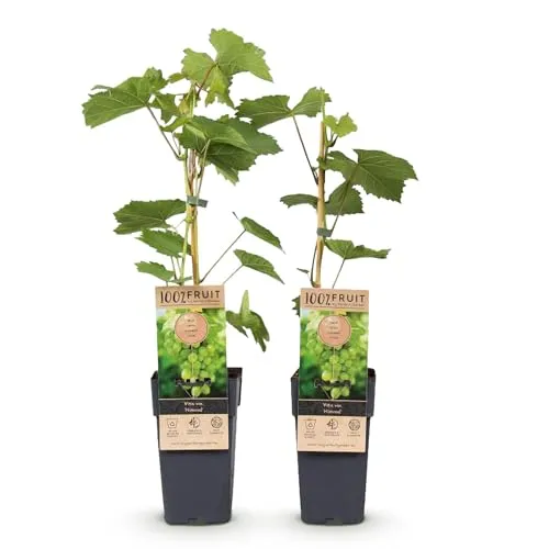 Green boutiQ - Obstpflanze - Vitis vinifera Himrod - Weintraubenpflanze - Kernenlos - Weiße Traube - 2 Pflanzen - Topf 15cm - Höhe 50cm