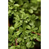 Cotoneaster Radicans Eichholz Kriechmispel Immergrün Ca. 9x9 cm Topf