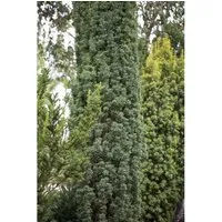 Taxus baccata 'Fastigiata Robusta' 100-120 cm - Heckenpflanzen, pflegeleichte und winterharte Säulen-Eibe mit dichtem Nadelkleid, ideal für Hecken und Solitärpflanzungen.