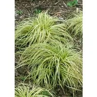 Carex Morrowii Variegata Japan-Segge Grün-Weiß 2-3 Liter Container