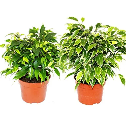Kinky-Duo - Set mit 2 verschiedenen Buschigen Birkenfeigen - Ficus benjamini "Kinky" - 12cm Topf