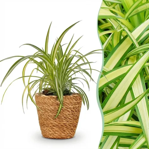 Zimmerpflanze - Chlorophytum comosum Variegatume Graslilie - 1x korb - ⌀12cm - ↕
