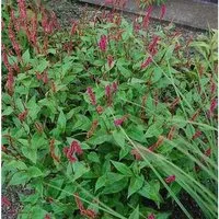 Hängender Kerzenknöterich - Persicaria amplexicaulis