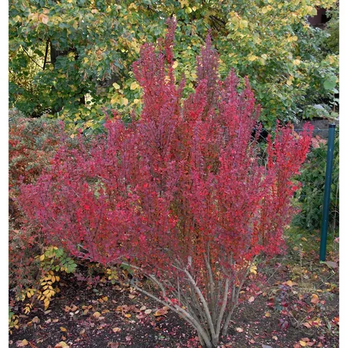 Säulen Berberitze Red Pillar 30-40cm - Berberis thunbergii - Sträucher - Immergrüne, winterharte Pflanze mit schlankem Wuchs, ideal für sonnige bis halbschattige Standorte und perfekt für Gartenliebhaber.