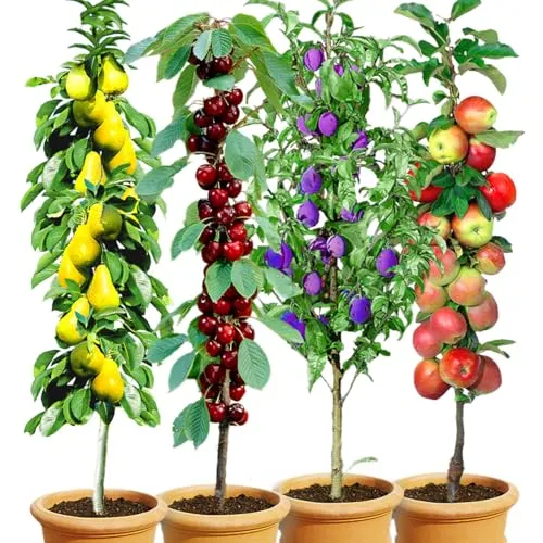 BALDUR Garten Säulen-Obst-Kollektion: Birne, Kirsche, Pflaume & Apfel - Obstsamen & -pflanzen, platzsparende Säulenobst-Kollektion für den Garten, winterhart und ideal für kleine Flächen.